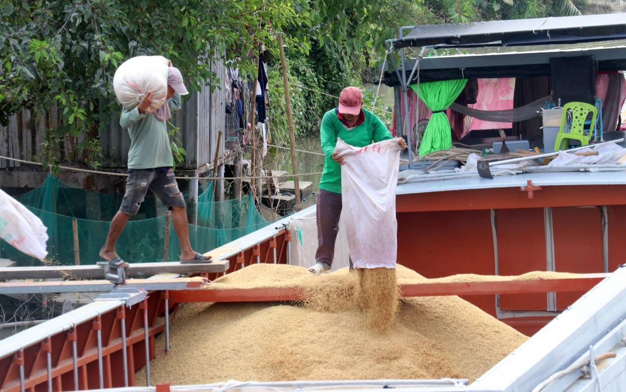 An Giang: Chủ động "vượt lũ, đón triều", bảo vệ gần 500.000 ha lúa Hè Thu - Ảnh 2