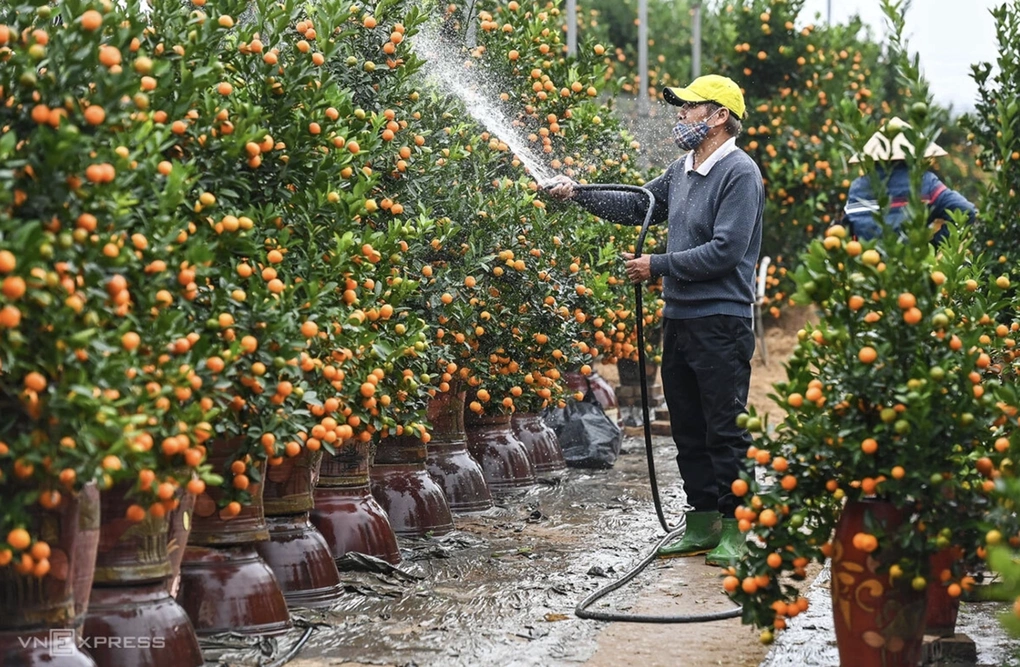 Người dân Tứ Liên, Hà Nội, chăm sóc quất bán dịp cận Tết. Ảnh: Giang Huy