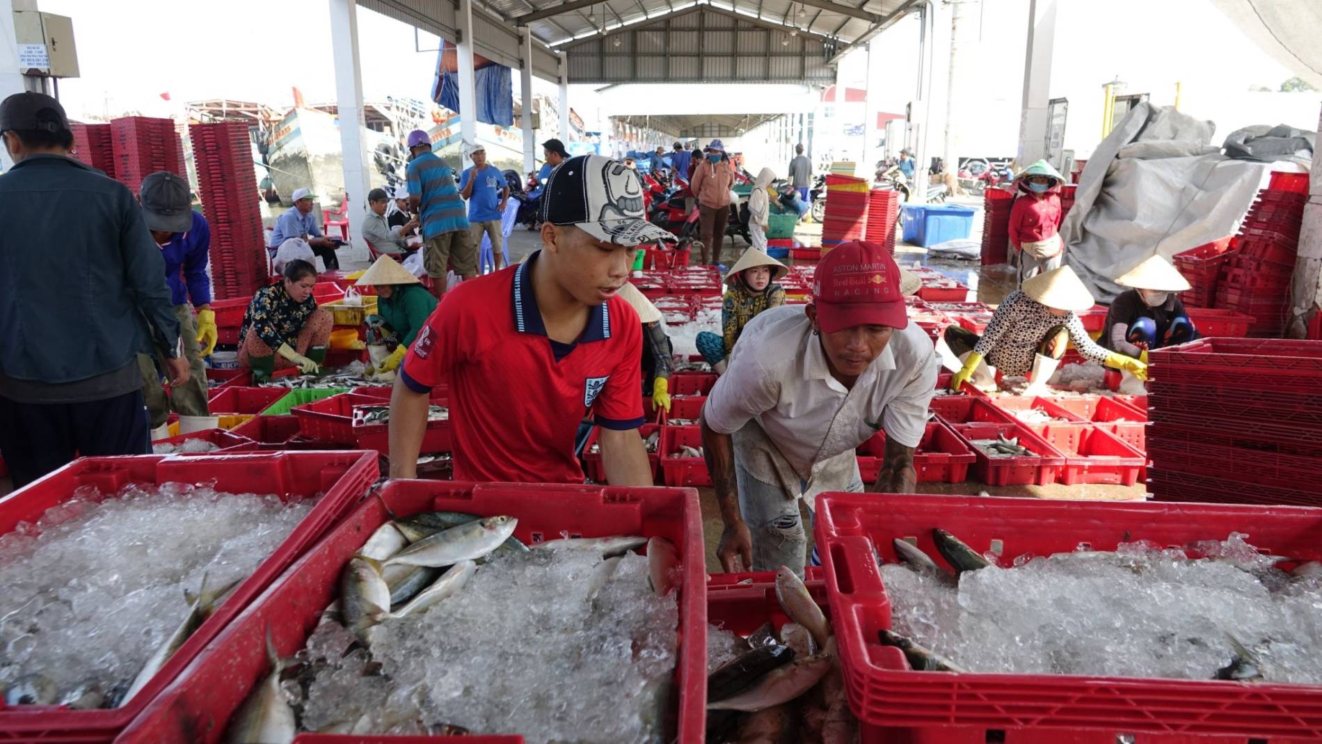 An Giang siết nghề cá, giữ “sức khỏe” biển cho kinh tế dài hạn - Ảnh 2