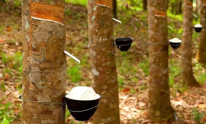 Thị trường tín chỉ carbon: Cơ hội tăng giá trị xuất khẩu cho cao su Việt Nam - Ảnh 1