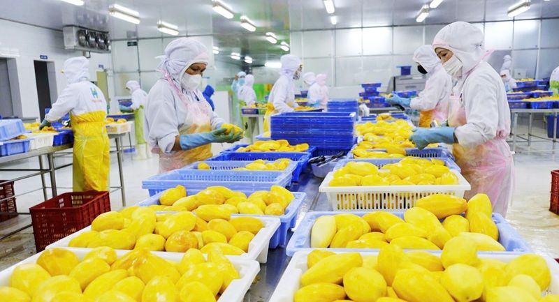 Phía sau cơn sốt “vàng xanh” sầu riêng: Khi sản lượng không còn là thước đo duy nhất - Ảnh 3