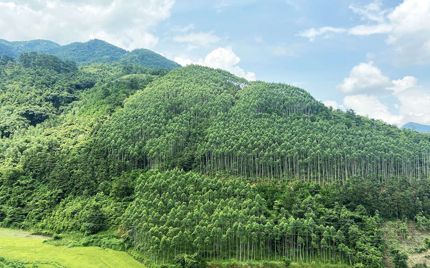 Đánh thức 'vốn tự nhiên' hơn 8.300 ha đất nông, lâm trường: Lằn ranh sinh thái và mệnh lệnh phát triển xanh của Thủ đô - Ảnh 1