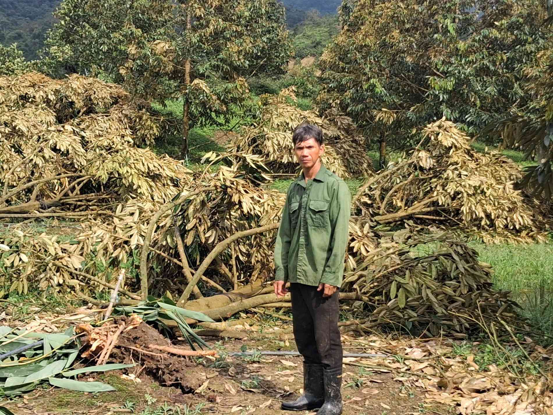 Ám ảnh lốc xoáy tại Đạ Huoai (Lâm Đồng): Nước mắt nhà nông gục ngã cùng hàng trăm gốc "cây tỷ phú" - Ảnh 3