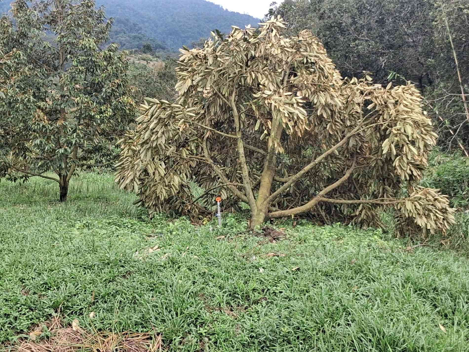 Ám ảnh lốc xoáy tại Đạ Huoai (Lâm Đồng): Nước mắt nhà nông gục ngã cùng hàng trăm gốc "cây tỷ phú" - Ảnh 4