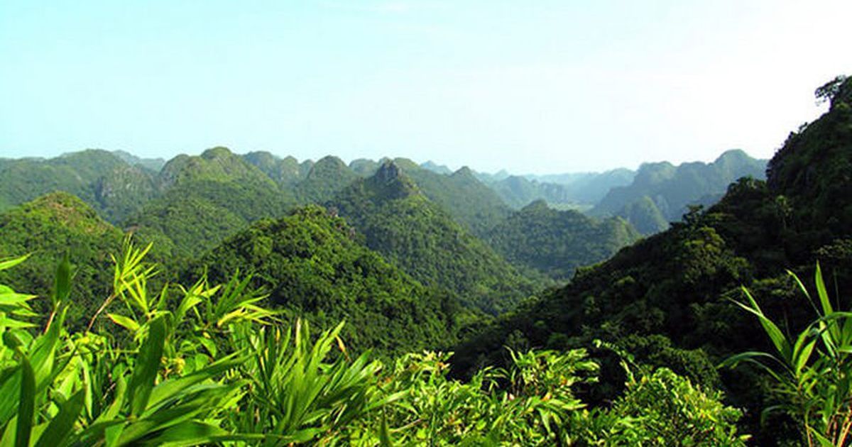 "Rừng xanh làm ra tiền", 11 cộng đồng miền núi Nghệ An lần đầu hưởng lợi từ ERPA năm 2026 - Ảnh 1