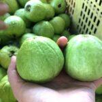 Mua ổi chọn quả sần sùi hay nhẵn mới ngọt giòn? Người bán tiết lộ mẹo ít ai biết