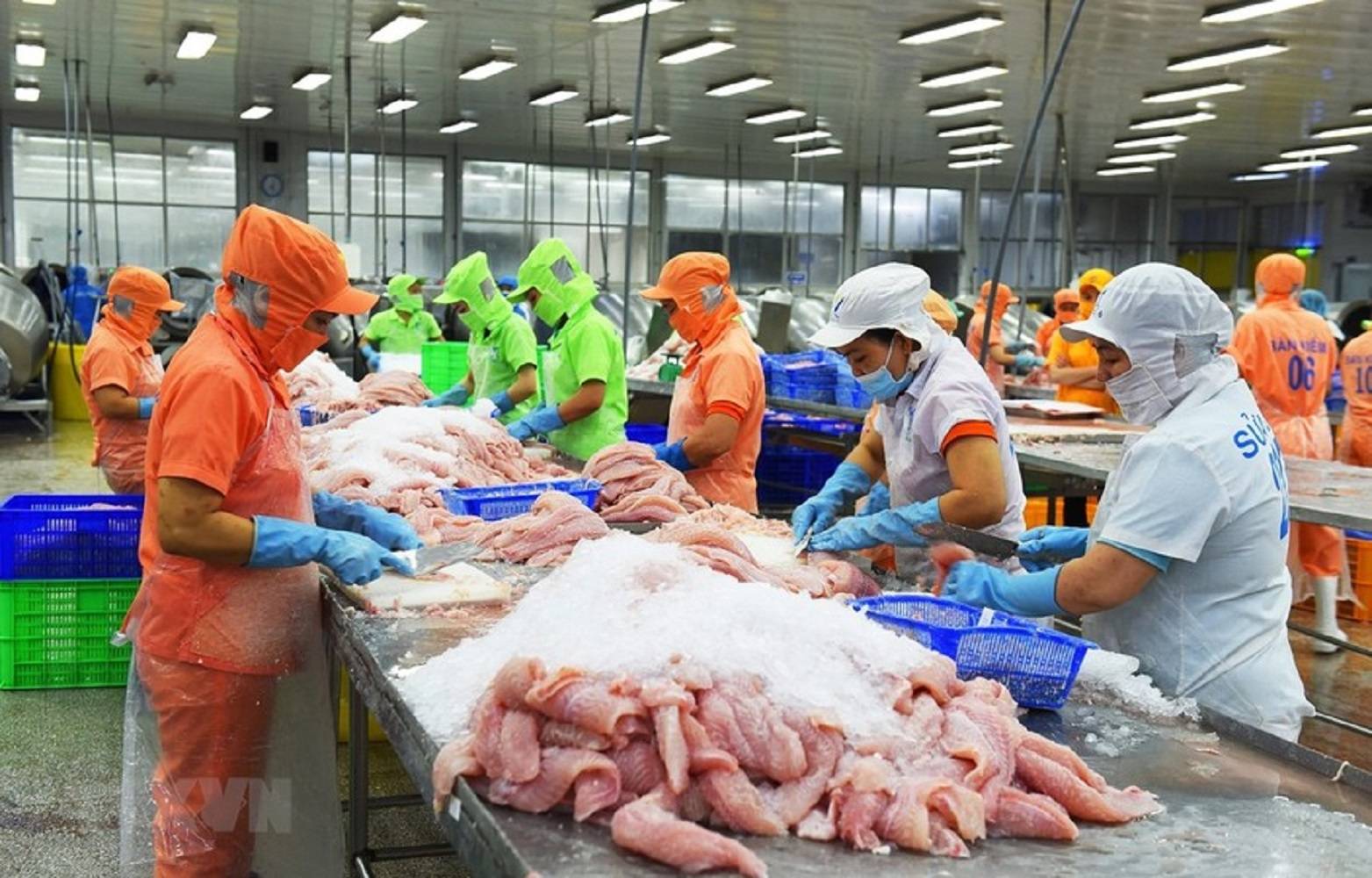 Xuất khẩu cá tra tăng 10%, doanh nghiệp đối mặt “bài toán kép” tại Mỹ - Ảnh 1