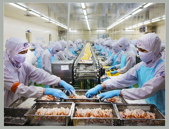 Xuất khẩu thủy sản vượt 8 tỷ USD, doanh nghiệp đối mặt áp lực kép từ thuế và tiêu chuẩn xanh - Ảnh 1