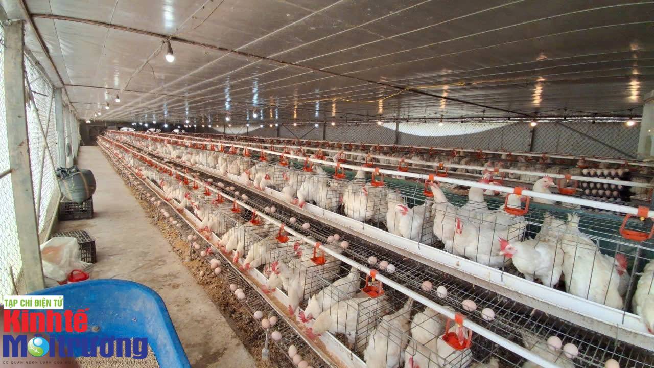 Nghệ An phát triển cây con chủ lực (Bài 3): Cảnh báo bền vững và bộ giải pháp an toàn cho phát triển kinh tế địa phương - Ảnh 3