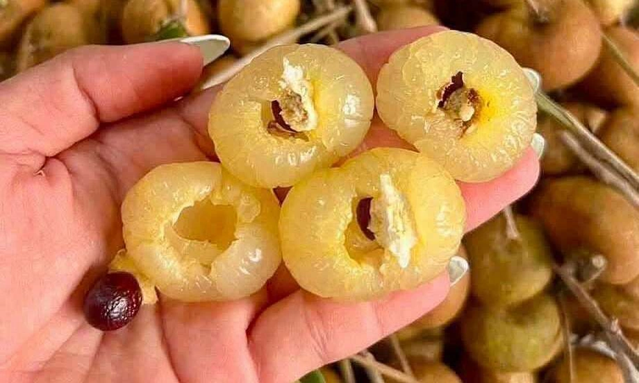 Nhãn bắp cải được rao bán 60.000 đồng một kg. Ảnh: Nhàn Trần