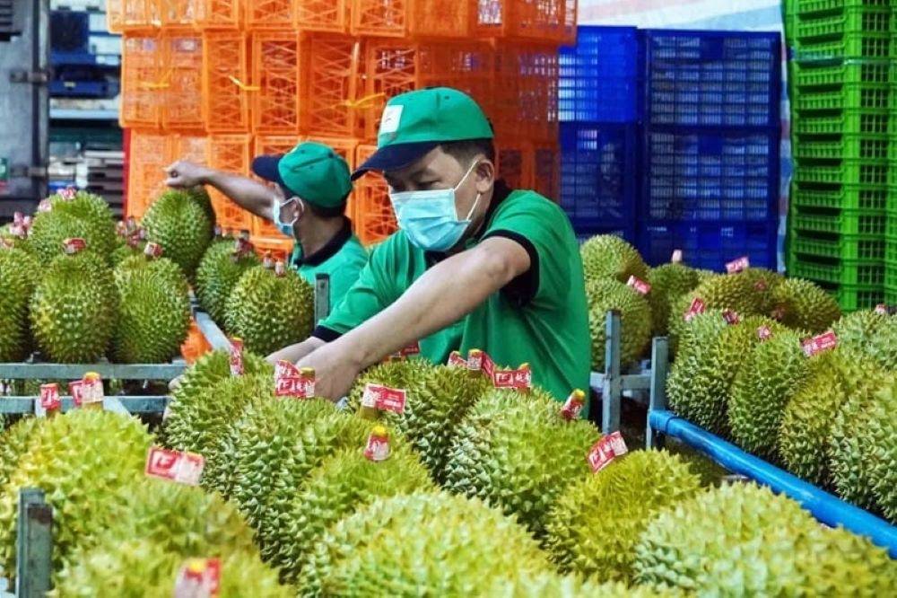 Sầu riêng hướng tới mốc xuất khẩu 4 tỷ USD, mở rộng thị trường tỷ dân - Ảnh 2