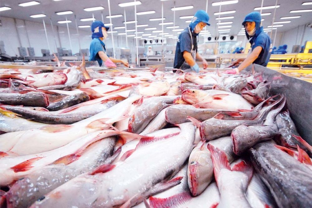 Xuất khẩu thủy sản 8 tháng đạt 8 tỷ USD, tăng trưởng chuyển hướng về thị trường châu Á - Ảnh 1