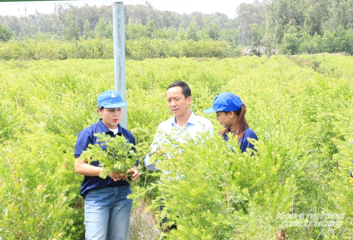 Tạo nhiều sản phẩm giá trị từ cây tràm nhờ không bỏ đi thứ gì - Ảnh 1