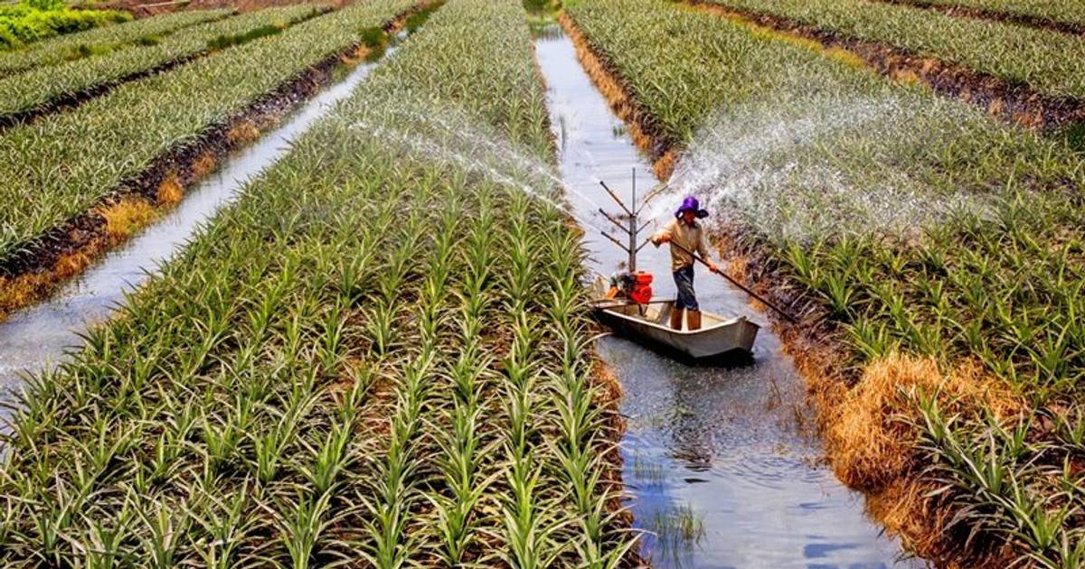 Đề xuất hạn chế chuyển sang doanh nghiệp ở 18 lĩnh vực nông nghiệp và môi trường - Ảnh 1