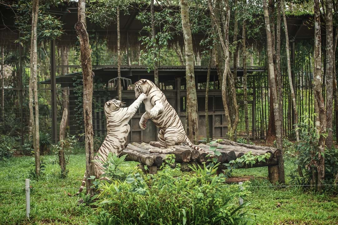 Nắm giữ “kỷ lục kép” thế giới: Vinpearl Safari Phú Quốc “khủng” cỡ nào? - Ảnh 4