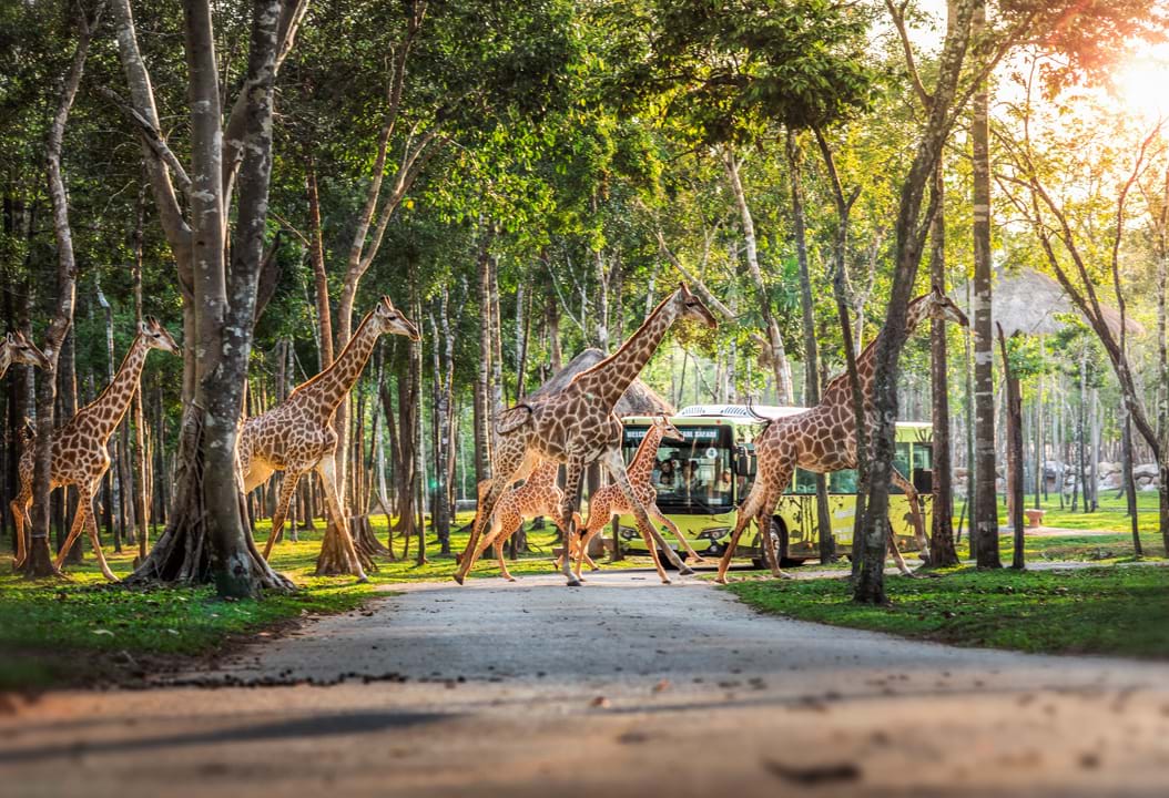 Nắm giữ “kỷ lục kép” thế giới: Vinpearl Safari Phú Quốc “khủng” cỡ nào? - Ảnh 5