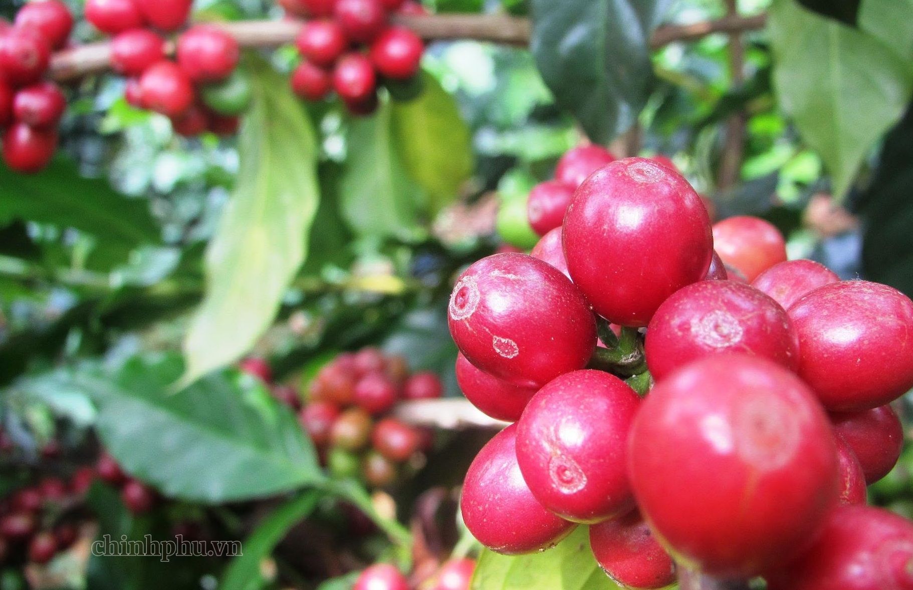 Canh tác bền vững: Bước ngoặt của cà phê Tây Bắc - Ảnh 1