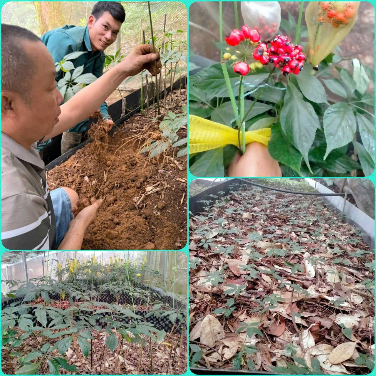 Doanh nhân làm giàu từ sâm Ngọc Linh và những trăn trở để phát triển kinh tế xanh bền vững - Ảnh 1