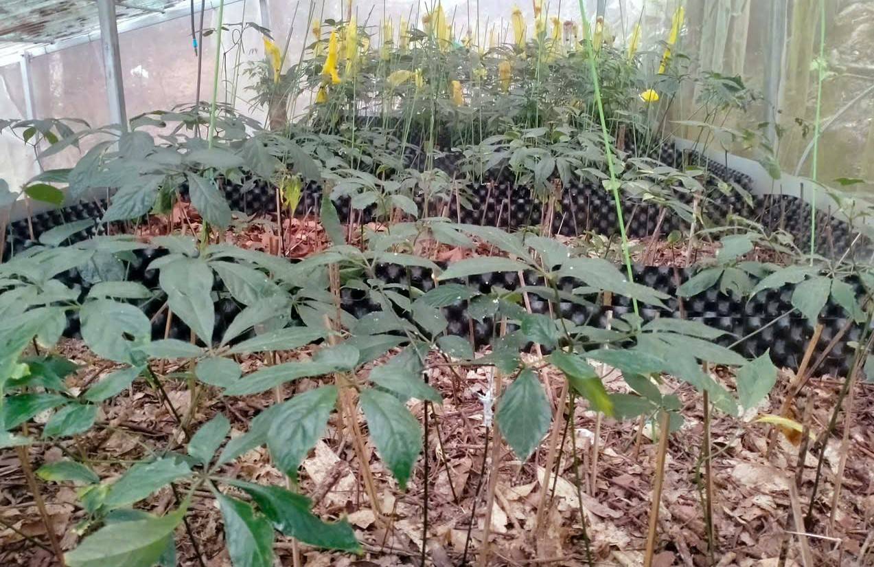 Doanh nhân làm giàu từ sâm Ngọc Linh và những trăn trở để phát triển kinh tế xanh bền vững - Ảnh 4