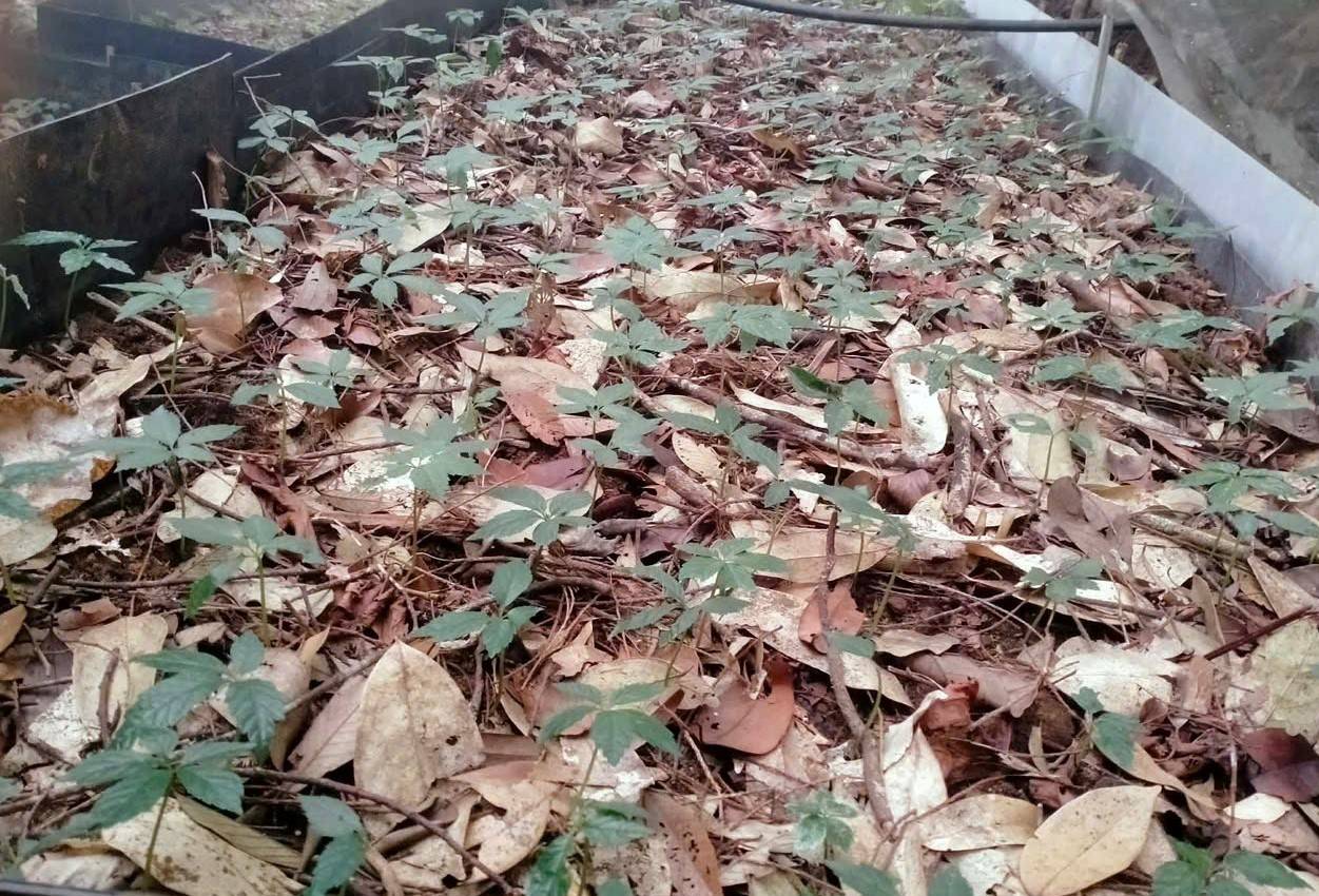 Doanh nhân làm giàu từ sâm Ngọc Linh và những trăn trở để phát triển kinh tế xanh bền vững - Ảnh 6