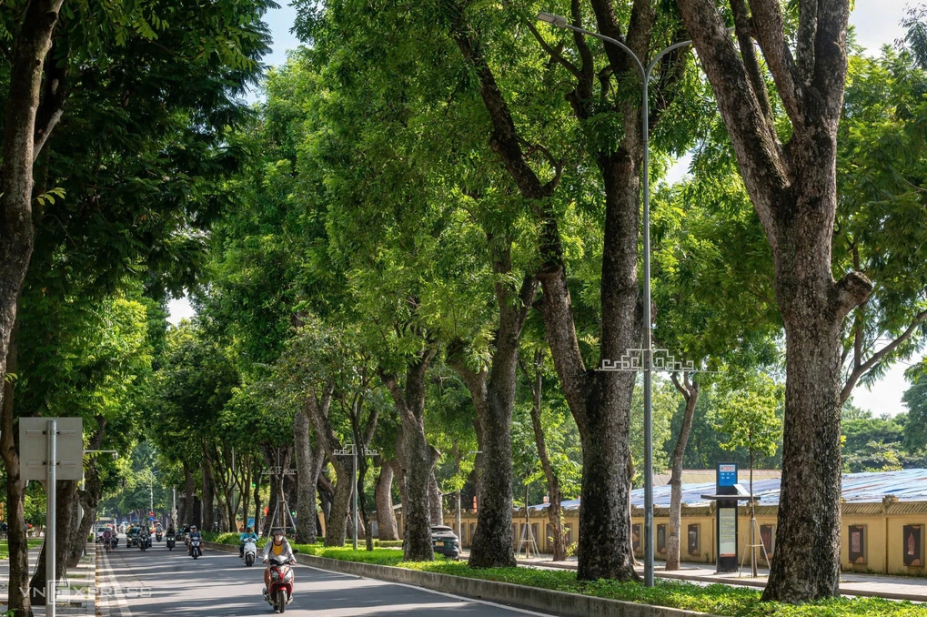 Hàng cây xà cừ trên đường Hoàng Diệu. Ảnh: Thế Bằng