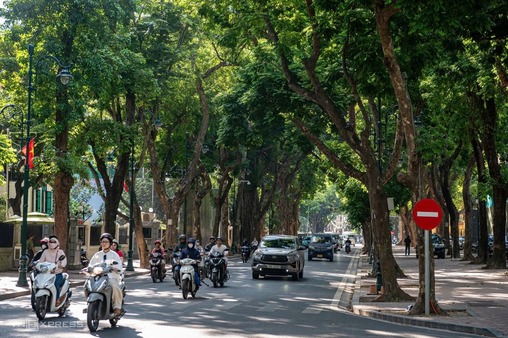 Sấu là loại cây đặc trưng trên phố Phan Đình Phùng. Ảnh: Thế Bằng