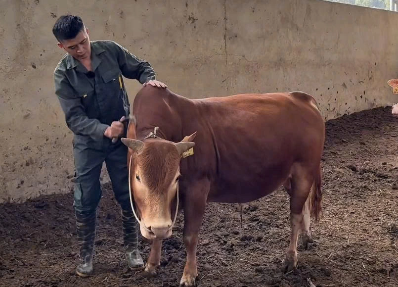 Anh Thượng Thái Cát chăm sóc bò H’Mông. Ảnh: HTX Cát Lý