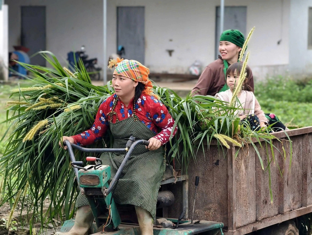 Người dân đi lấy cỏ về chăm sóc bò H’Mông. Ảnh: HTX Cát Lý