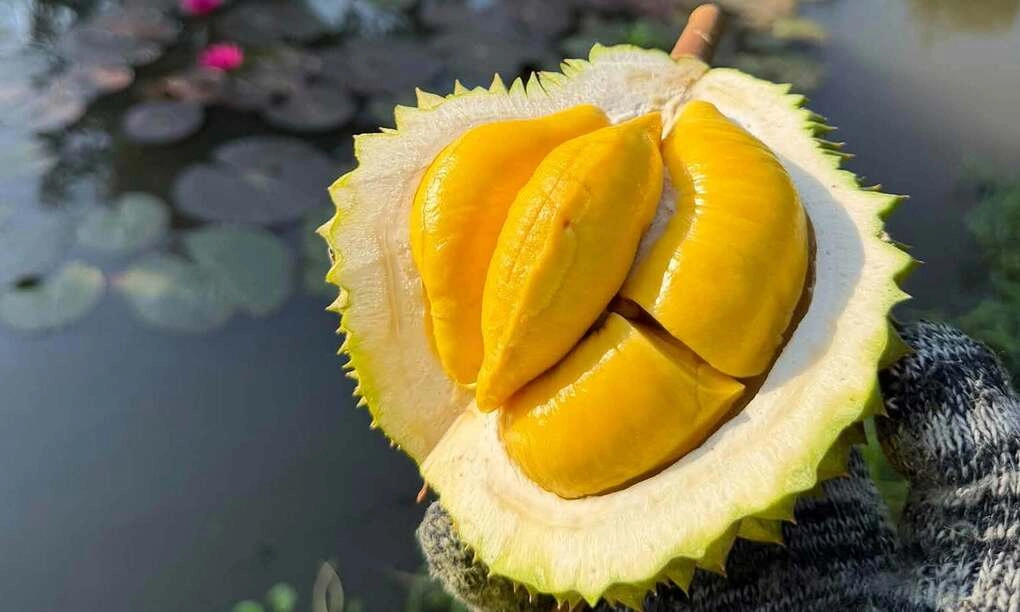 Sầu riêng Musang King tại nhà vườn ở miền Tây. Ảnh: Mạnh Khương