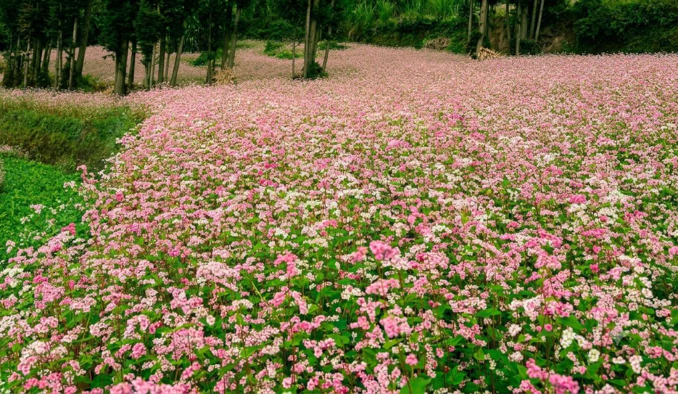 “Âm vang miền đá” mở màn Lễ hội Hoa Tam giác mạch lần thứ XII - Ảnh 2