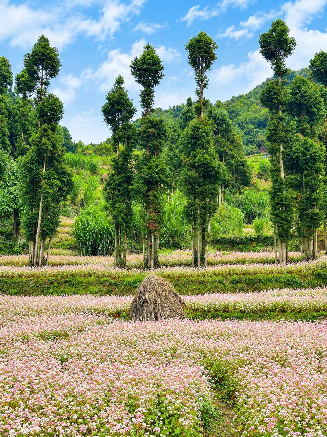 “Âm vang miền đá” mở màn Lễ hội Hoa Tam giác mạch lần thứ XII - Ảnh 3