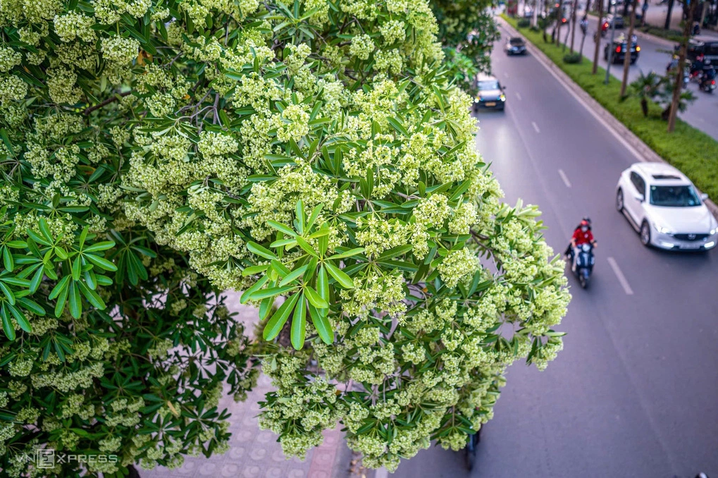 Hoa sữa trên phố Đào Tấn, phường Giảng Võ, thành phố Hà Nội. Ảnh: Thế Bằng