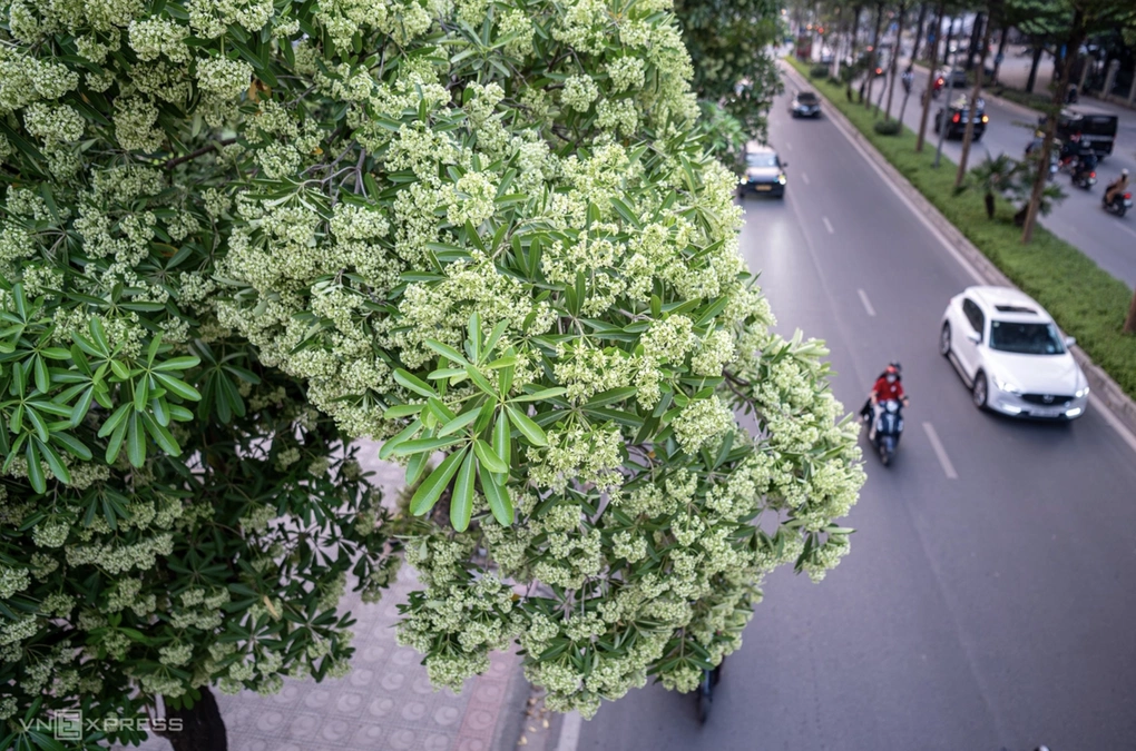 Hàng cây hoa sữa trên phố Đào Tấn nơi gia đình anh Quốc Lâm sống đang nở rộ ngày 14/10. Ảnh: Thế Bằng