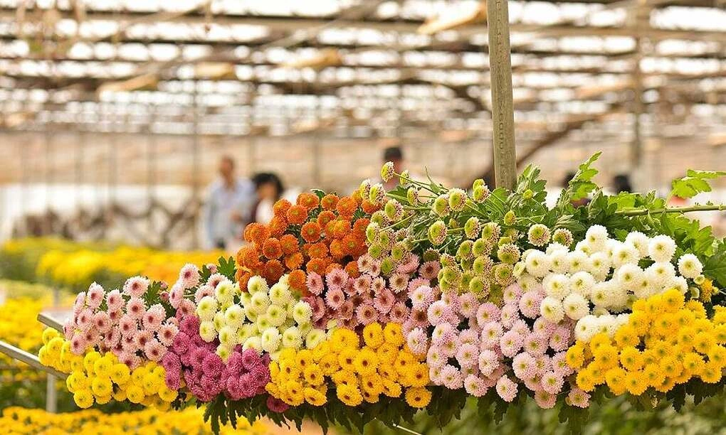 Hoa cúc được trồng tại Đà Lạt. Ảnh: Đà Lạt Hasfarm
