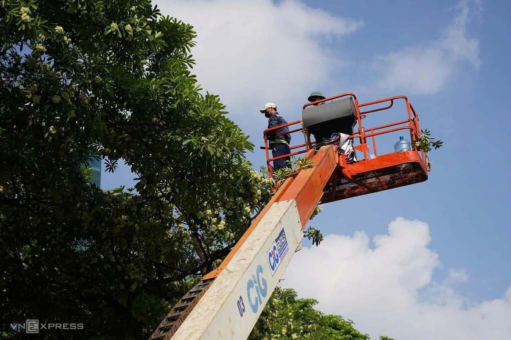 Cây hoa sữa trước số nhà 30 Lê Quang Đạo, phường Từ Liêm, đang được cắt tỉa. Ảnh: Hoàng Giang