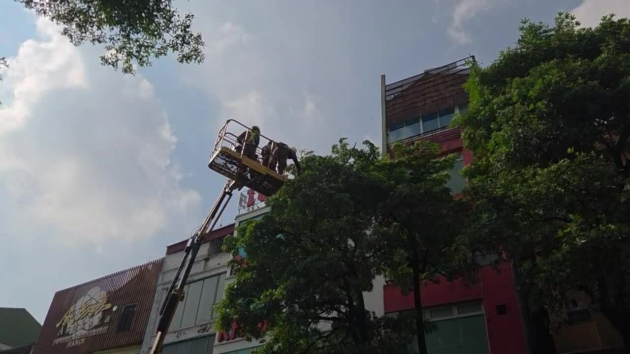 Hà Nội bắt đầu cắt tỉa hoa sữa