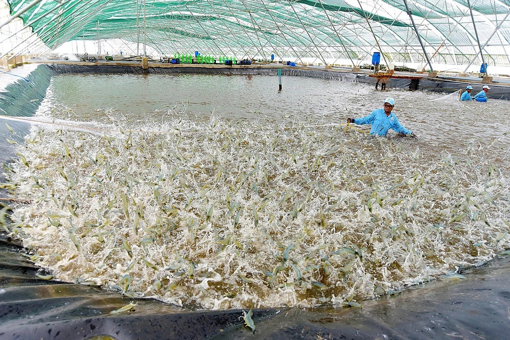 Ao nuôi tôm trong nhà kính của Tập đoàn Việt - Úc. Ảnh: Oanh Võ