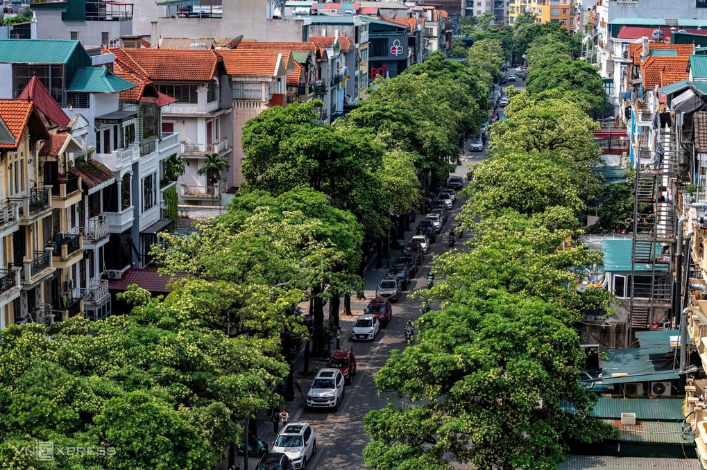 Cây hoa sữa trên phố Trung Hoà, phường Yên Hoà, thành phố Hà Nội. Ảnh: Thế Bằng