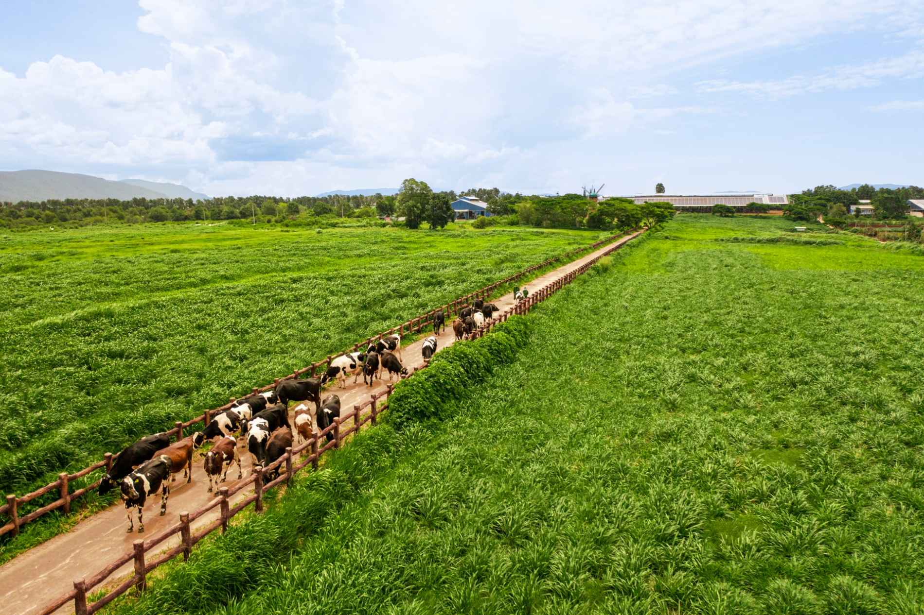 18 năm đạt Thương hiệu Quốc gia và hành trình không ngừng nâng chuẩn của Vinamilk - Ảnh 4