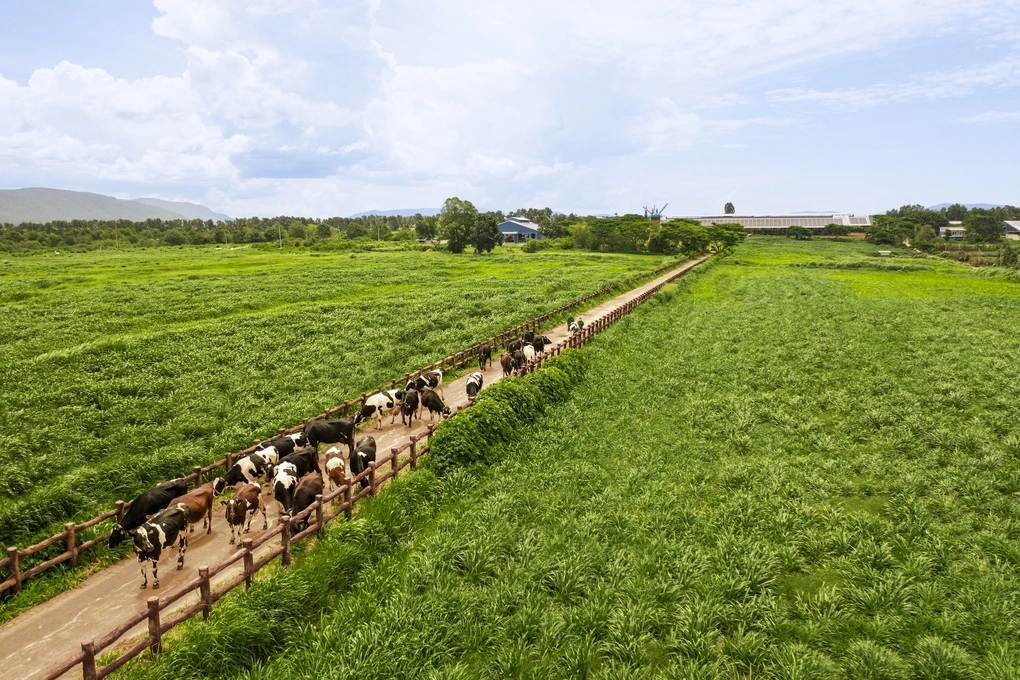Vinamilk phát triển hệ thống 15 trang trại, áp dụng các tiêu chuẩn Global S.L.P., ISO 9001:2015 và EU Organic. Ảnh: Minh Anh