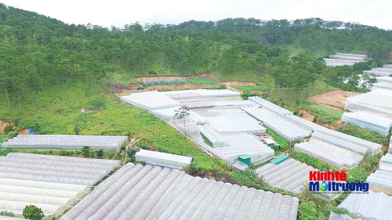 Gắn trách nhiệm người đứng đầu với "lá phổi xanh": Lời giải cho công tác quản lý rừng tại Lâm Đồng - Ảnh 1