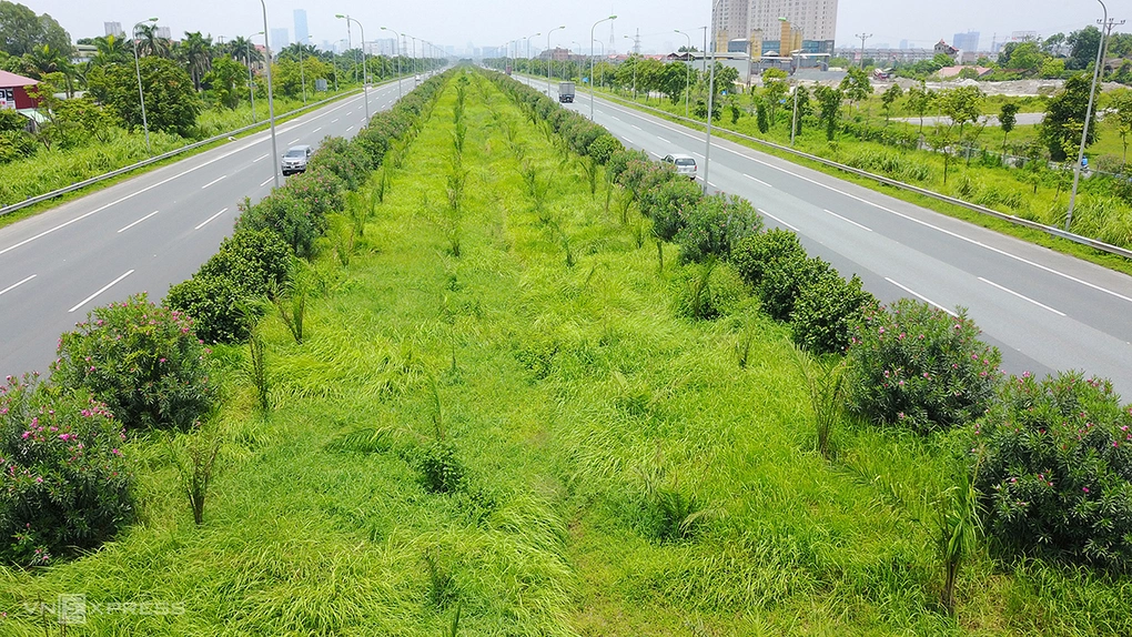 Hai bên dải phân cách giữa đại lộ Thăng Long (Hà Nội) đang trồng hàng trúc đào, cây thuộc nhóm cấm trồng ở Hà Nội. Ảnh: Giang Huy
