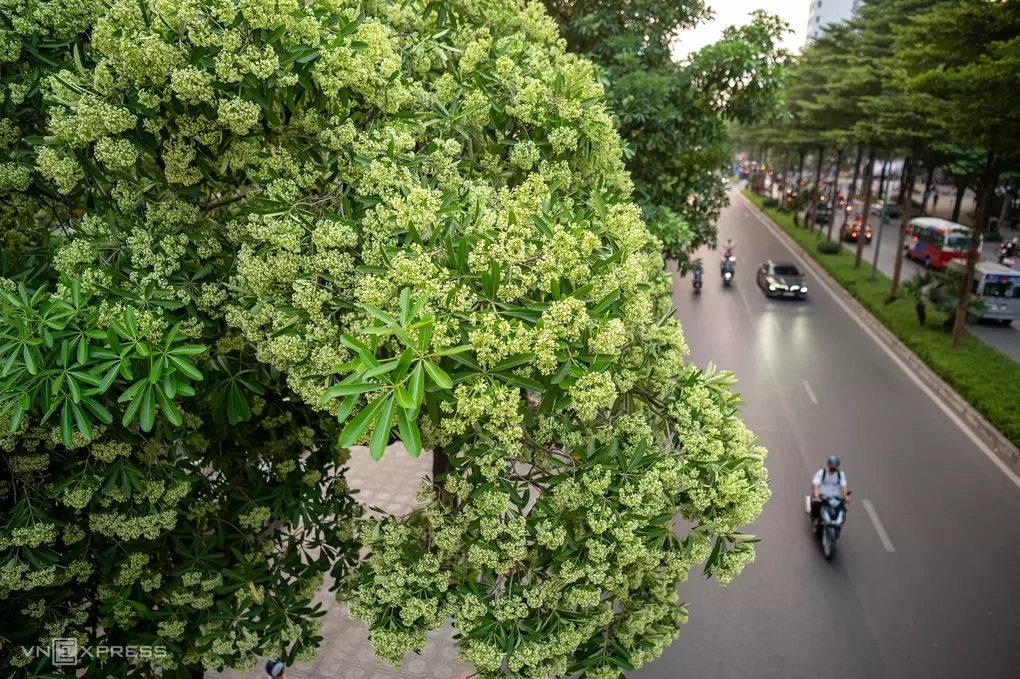 Hoa sữa bung nở trên phố Hà Nội. Ảnh: Thế Bằng
