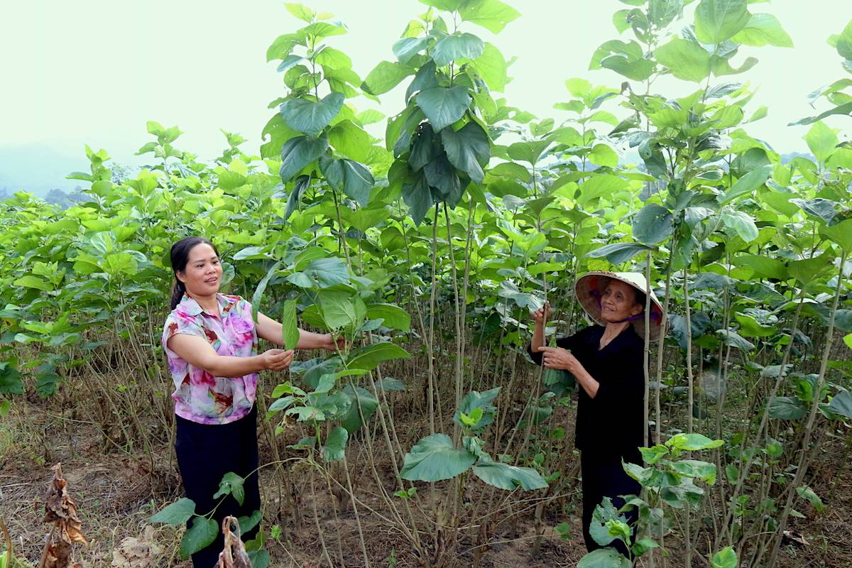 Xây dựng mô hình phát triển kinh tế gắn với chương trình mục tiêu để giảm nghèo - Ảnh 1