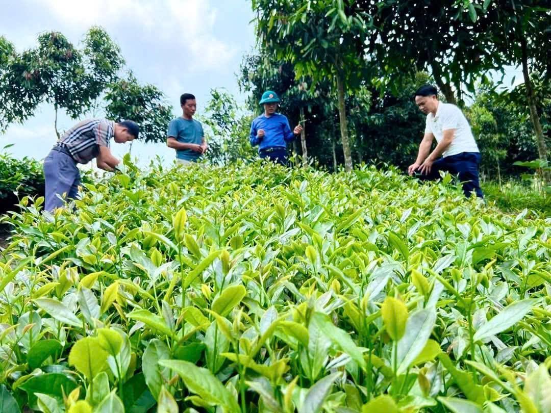 Xây dựng mô hình phát triển kinh tế gắn với chương trình mục tiêu để giảm nghèo - Ảnh 2