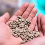 Kim ngạch xuất khẩu cà phê giảm khi giá rớt 20%