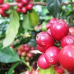 Canh tác bền vững: Bước ngoặt của cà phê Tây Bắc