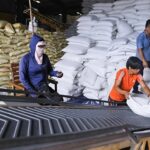 Ngành lúa gạo chuyển hướng: Từ tăng sản lượng đến phát triển bền vững*