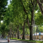 Mỗi tuyến phố Hà Nội sẽ có một loài cây đặc trưng