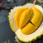 Thương lái chi hoa hồng cao săn sầu Musang King trái vụ